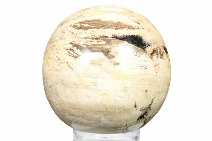 Petrified Wood (Tropical Hardwood) Sphere - Indonesia #266098